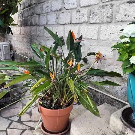 Charmant Appart Avec Jardin Aigues-Mortes Exterior photo