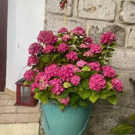 Charmant Appart Avec Jardin Aigues-Mortes Exterior photo
